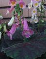 Topfpflanzen Smithiantha Blume grasig flieder Foto