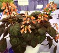 Topfpflanzen Smithiantha Blume grasig orange Foto