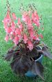 Topfpflanzen Smithiantha Blume grasig rosa Foto