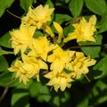gul Busk Asalea, Pinxter Blomst Bilde og kjennetegn