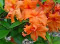 Toataimed Asalead, Pinxterbloom Lill põõsas, Rhododendron oranž Foto