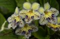 Topfpflanzen Hals Blume grasig, Streptocarpus gelb Foto