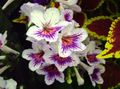 Topfpflanzen Hals Blume grasig, Streptocarpus weiß Foto
