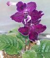 violet Planta Erbacee Strep fotografie și caracteristici