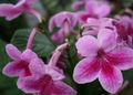 Pokojowe Rośliny Skrętnik Kwiat trawiaste, Streptocarpus różowy zdjęcie