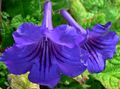 Pokojowe Rośliny Skrętnik Kwiat trawiaste, Streptocarpus niebieski zdjęcie