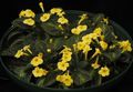 Εσωτερικά φυτά Episcia λουλούδι ποώδη κίτρινος φωτογραφία