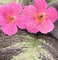 შიდა მცენარეები Episcia ყვავილების ბალახოვანი მცენარე ვარდისფერი სურათი