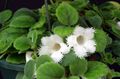 Topfpflanzen Episcia Blume grasig weiß Foto