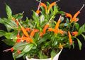 oranžový Bylinné Rtěnka Rostlin,  fotografie a charakteristiky