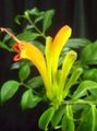 Le piante domestiche Pianta Rossetto,  Fiore erbacee, Aeschynanthus giallo foto