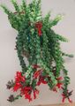  Rtěnka Rostlin,  Květina bylinné, Aeschynanthus červená fotografie