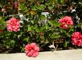 рожевий Чагарник Гібіскус (Китайська Троянда) Фото і характеристика
