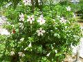 белый Кустарники Гибискус (китайская роза) Фото и характеристика