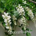 Szobanövények Lila Akác Virág kúszónövény, Wisteria fehér fénykép