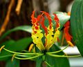 Kapalı bitkiler Zafer Zambak çiçek tropik sarmaşık, Gloriosa sarı fotoğraf