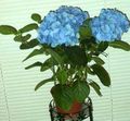 Topfpflanzen Hydrangea, Lacecap Blume sträucher, Hydrangea hortensis hellblau Foto