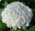 Sobne biljke Hortenzija, Lacecap Cvijet grmovi, Hydrangea hortensis bijela Foto