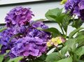 室内植物 绣球，lacecap 花 灌木, Hydrangea hortensis 紫丁香 照