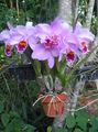 Dendrobium Orchidėjų