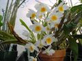 bela Travnate Dendrobium Orhideje fotografija in značilnosti