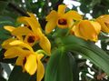 dzeltens Zālaugu Augs Dendrobium Orhideja Foto un raksturlielumi