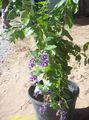 Plantas de Interior Duranta, Honey Drops, Golden Dewdrop, Pigeon Berry Flor árvore azul escuro foto