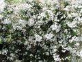 Sisäkasvit Jasmiini Kukka liaani, Jasminum valkoinen kuva