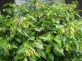 Le piante domestiche Ylang Ylang, Albero Profumo, Chanel N ° 5 Albero, Ilang-Ilang, Maramar Fiore, Cananga odorata giallo foto