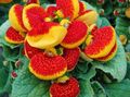 roșu Planta Erbacee Floare Papuc fotografie și caracteristici