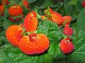 Kapalı bitkiler Terlik Çiçek çiçek otsu bir bitkidir, Calceolaria turuncu fotoğraf