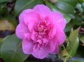rosa Träd Camellia Fil och egenskaper