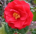 rød Treet Camellia Bilde og kjennetegn