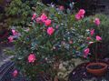 Vnútorné Rastliny Kamélie Kvetina drevá, Camellia ružová fotografie