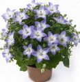 Topfpflanzen Glockenblume ampelen, campanula hellblau Foto