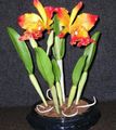 Pokojové Rostliny Cattleya Orchidej Květina bylinné oranžový fotografie