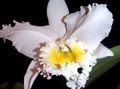 hvítur Herbaceous Planta Cattleya Orchid mynd og einkenni