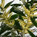 შიდა მცენარეები აკაციის ყვავილების ბუში, Acacia ყვითელი სურათი