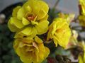 Pokojowe Rośliny Szczaw Kwiat trawiaste, Oxalis żółty zdjęcie