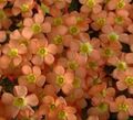 des plantes en pot Oxalis Fleur herbeux orange Photo