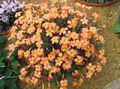 Vnútorné Rastliny Oxalis Kvetina trávovitý oranžový fotografie