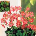 rood Kruidachtige Plant Oxalis foto en karakteristieken