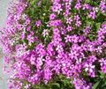 Затворени Погони Окалис Цвет травната, Oxalis розе фотографија