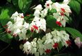 Pokojowe Rośliny Clerodendrum Kwiat krzaki biały zdjęcie