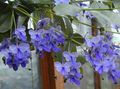 azul claro Arbustos Clerodendron Foto y características