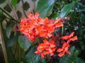 vermelho Arbusto Clerodendron foto e características