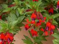 Интериорни растения Цигара Растителна Цвете храсти, Cuphea червен снимка