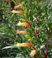  Planta De Cigarrillos Flor arbustos, Cuphea naranja Foto