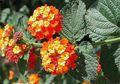 portocale Arbust Lantana fotografie și caracteristici
