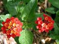 Vnútorné Rastliny Lantana Kvetina kríki červená fotografie